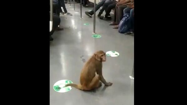 Monkey Takes a Fun Ride in Delhi Metro - Sputnik International