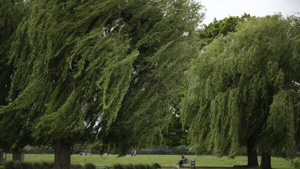 A man sits on a bench with a dog as a gust of wind blows Weeping Willow trees either side of him on a windy day in Bushy Park, south west London, Friday, May 21, 2021 - Sputnik International