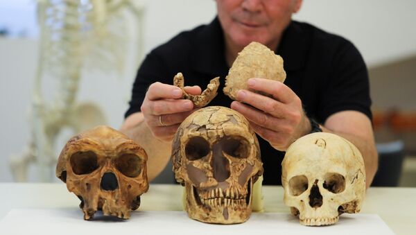 Tel Aviv University Professor Israel Hershkovitz, holds what scientists say are two pieces of fossilised bone of a previously unknown kind of early human discovered at the Nesher Ramla site in central Israel, during an interview with Reuters at The Steinhardt Museum of Natural History in Tel Aviv, Israel June 23, 2021. - Sputnik International