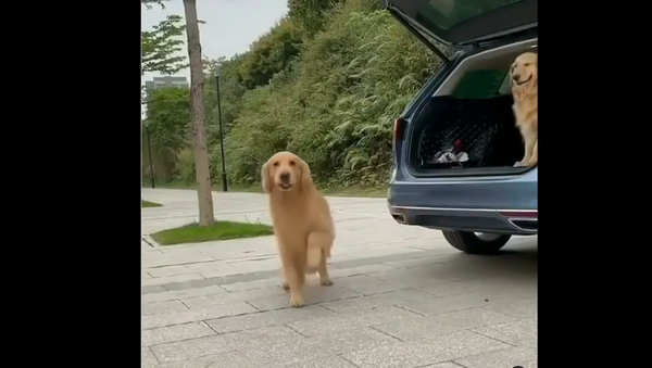 Golden retriever - Sputnik International