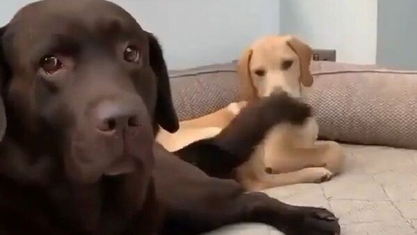 Golden Retrievers For Life! - Sputnik International