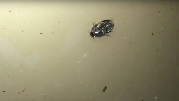 Watch this beetle walk upside down underneath the water’s surface | Science News - Sputnik International