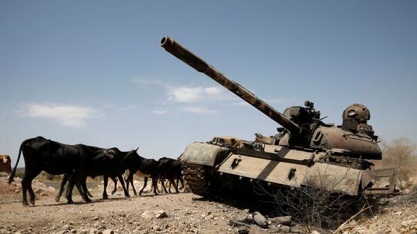 Cows walk past a tank damaged in fighting between Ethiopian government and Tigray forces. - Sputnik International