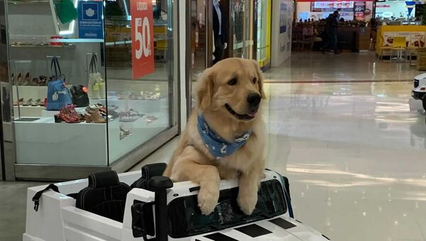 Golden retriever  - Sputnik International