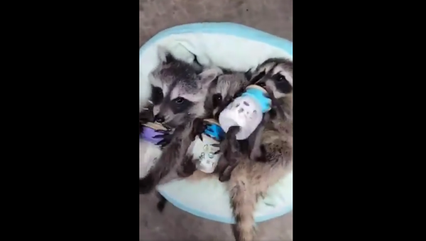 Baby raccoon feeding - Sputnik International