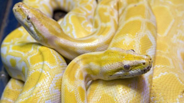 Two albino python snakes are on exhibit at the Butantan Institute in Sao Paulo, Monday, Sept. 29, 2008. - Sputnik International
