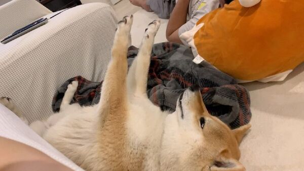 Dog - Sputnik International