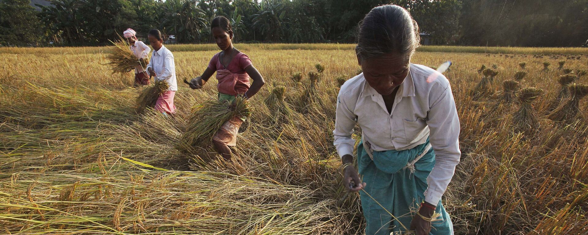 Indian women harvest rice in a field at Raja Panichanda village, on the outskirts of Gauhati, India, Friday, Nov. 4, 2011 - Sputnik International, 1920, 26.04.2022