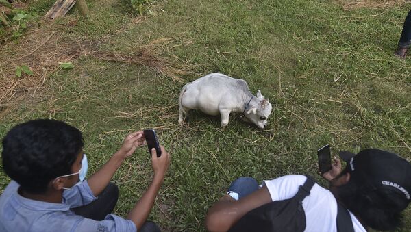 People take pictures of a dwarf cow named Rani, whose owners applied to the Guinness Book of Records claiming it to be the smallest cow in the world, at a cattle farm in Charigram, about 25 km from Savar on July 6, 2021.  - Sputnik International