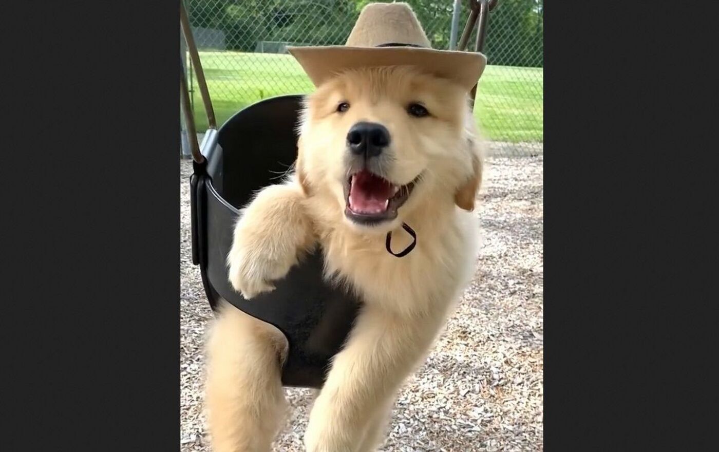 Golden best sale retriever hat