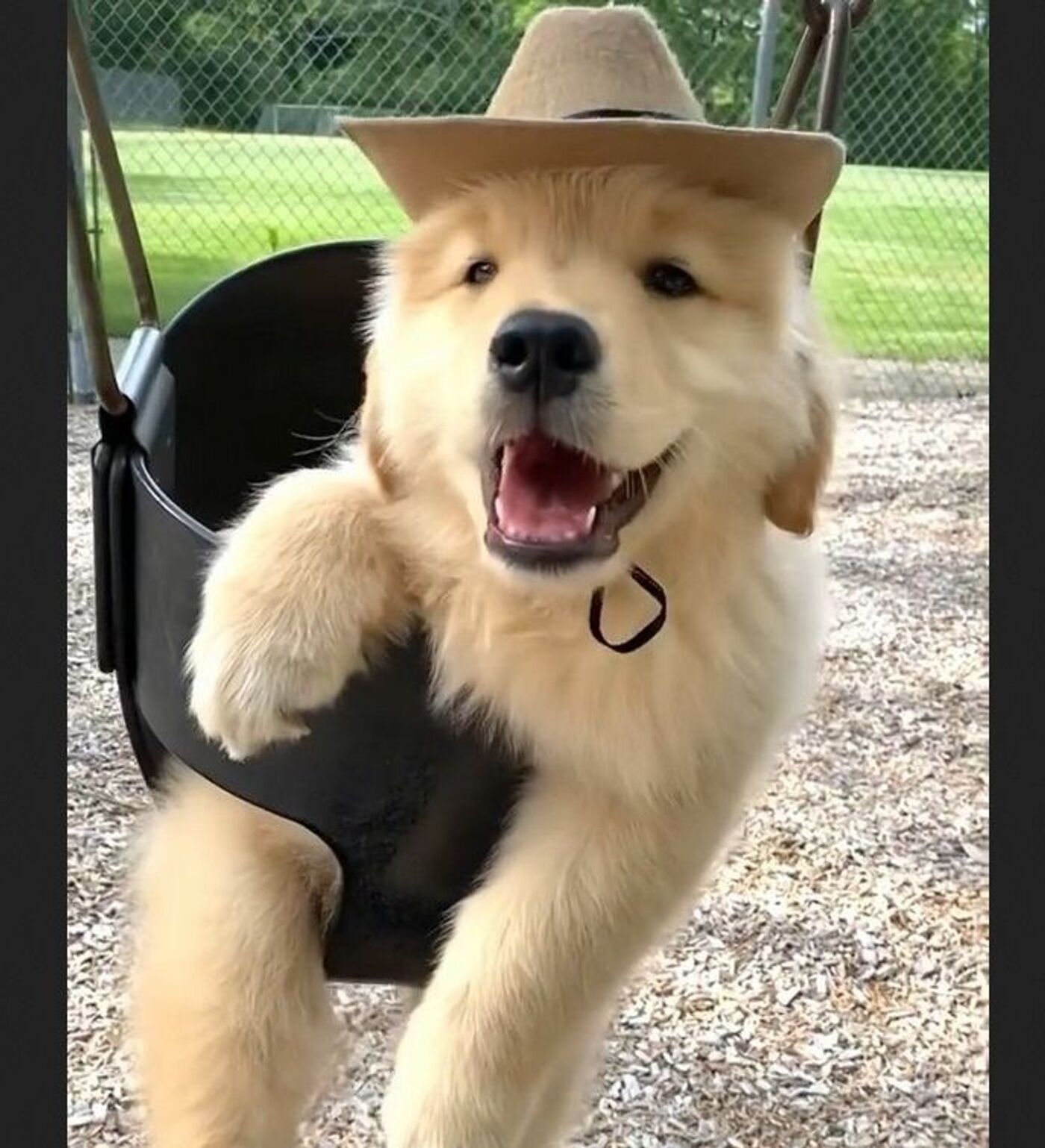 Howdy Adorable Golden Retriever Pup Poses in Cowboy Hat