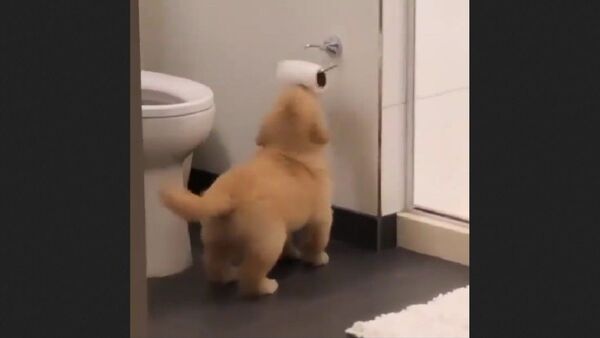 Golden Retriever - Sputnik International