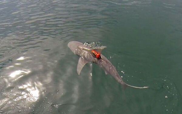 A bull shark equipped with an acceleration data-logger swimming after release Image credit: Nick Whitney.

 - Sputnik International