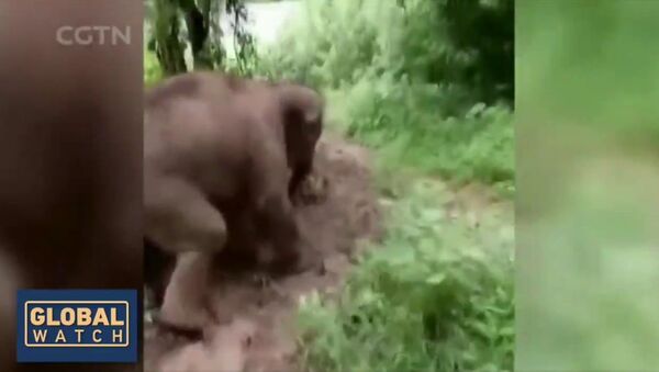 Cute Alert! A baby elephant was captured enjoying a hill slide at a rescue center in China's Yunnan province. It shows the calf going on all fours for an adventure down the muddy slope - Sputnik International
