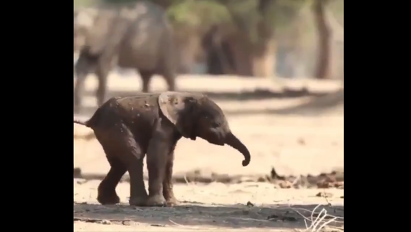 Baby Elephant Walking - Sputnik International