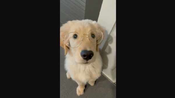 Golden Retriever in Jail - Sputnik International