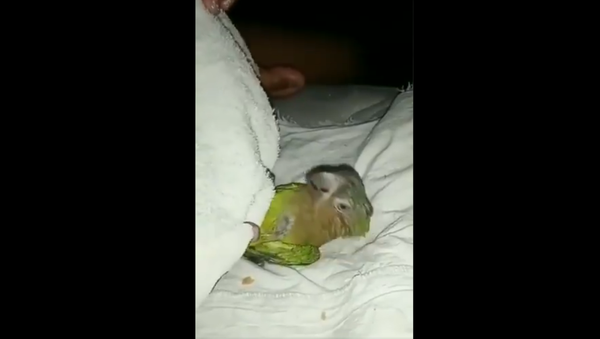 Parrot Refuses to Get Out of Bed - Sputnik International