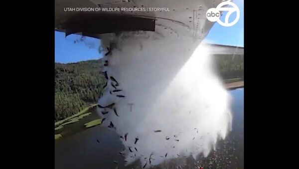  Video released by the Utah Division of Wildlife Resources shows thousands of fish being dropped from a plane into a lake below - Sputnik International