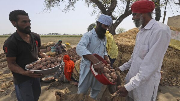 Laborers sort potato crop other than rice and wheat at  Nihal Singh Wala village in Moga district of Indian state of Punjab, Saturday, March 13, 2021 - Sputnik International