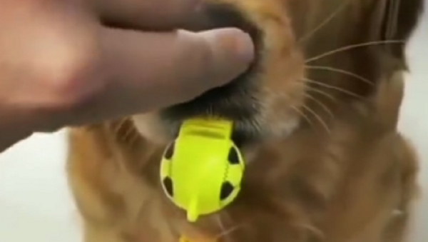 Retriever - Sputnik International