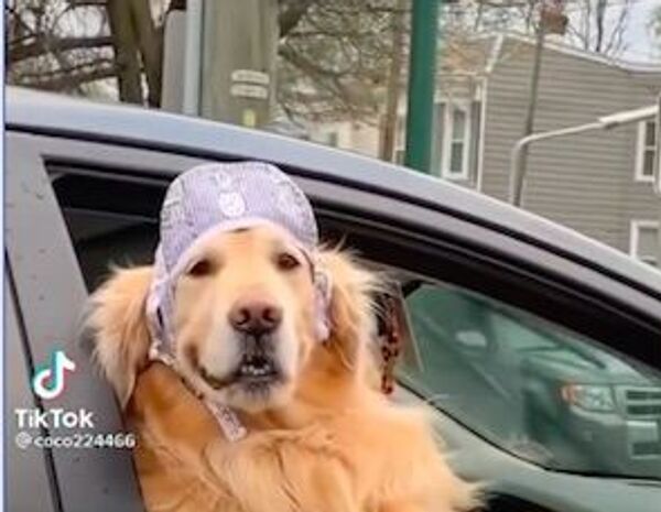 golden retriever - Sputnik International