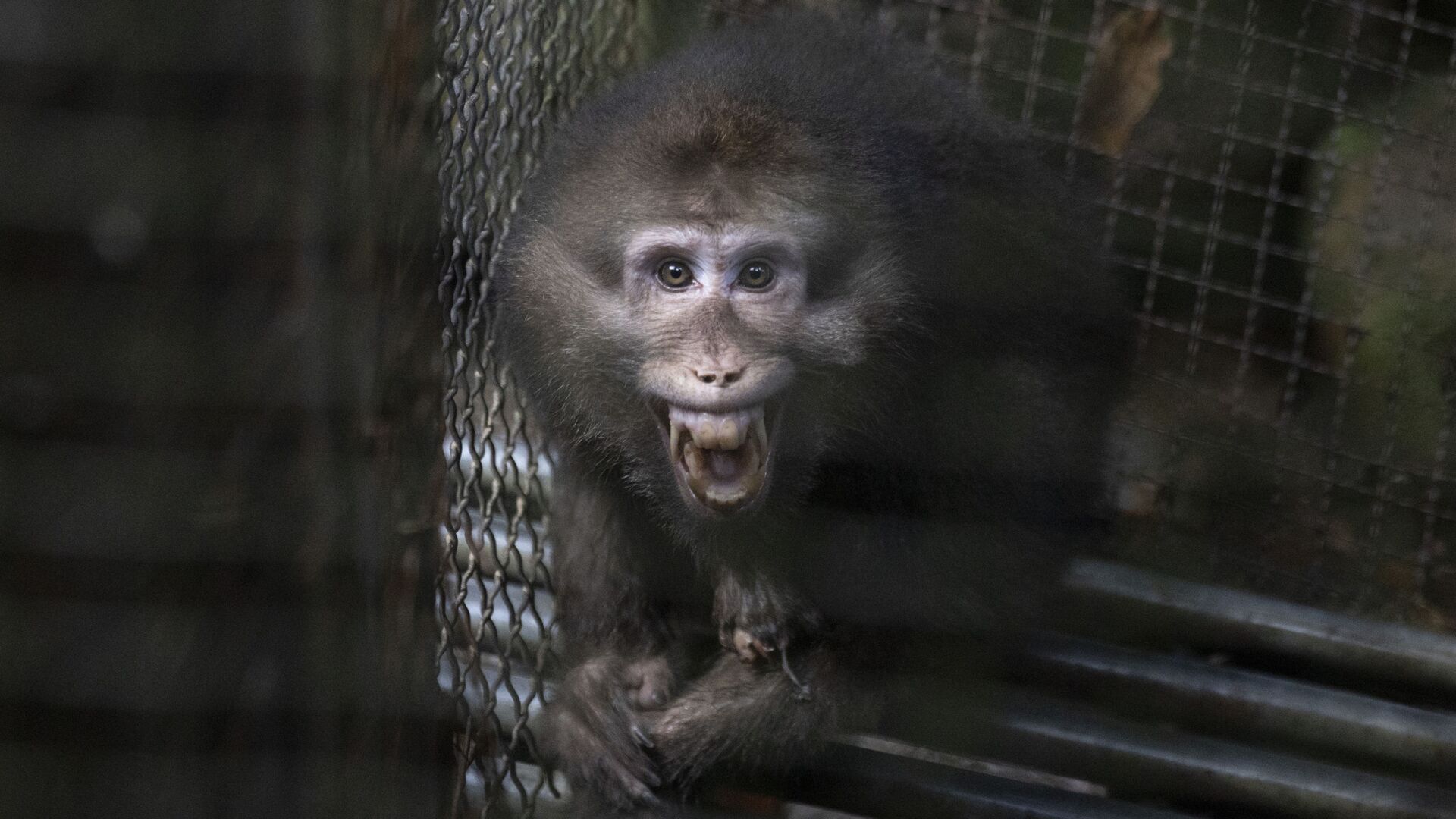 A monkey bares its teeth at visitors in an animal shelter that is part of tourist site in Wuyishan in eastern China's Fujian province on Friday, Aug. 16, 2019 - Sputnik International, 1920, 24.05.2022