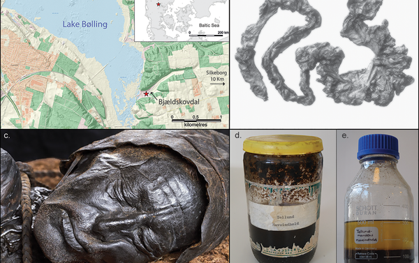 a) Map showing the location of Tollund Man's discovery in Bjældskovdal (figure by N.H. Nielsen, Museum Silkeborg; contains data from the Danish Geodata Agency); b) Tollund Man's large intestine (photograph courtesy of the Danish National Museum); c) the well-preserved head of Tollund Man (photograph by A. Mikkelsen); d) the original honey glass jar in which the contents of the large intestine were kept until 2018; e) the remaining 140ml of the large intestine content (d–e photographs by N.H. Nielsen, Museum Silkeborg). - Sputnik International