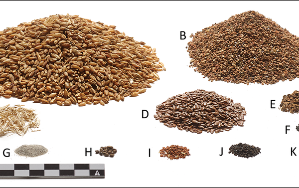 Reconstruction of the ingredients in Tollund Man's last meal, shown in quantities relative to the extant 140ml of intestinal contents: A) barley (Hordeum vulgare); B) pale persicaria (Persicaria lapathifolia s.l.); C) barley rachis segments; D) flax (Linum usitatissimum); E) black-bindweed (Fallopia convolvulus); F) fat hen (Chenopodium album); G) sand; H) hemp-nettles (Galeopsis sp.); I) gold-of-pleasure (Camelina sativa); J) corn spurrey (Spergula arvensis); K) field pansy (Viola arvensis) (photograph by P.S. Henriksen, the Danish National Museum). - Sputnik International