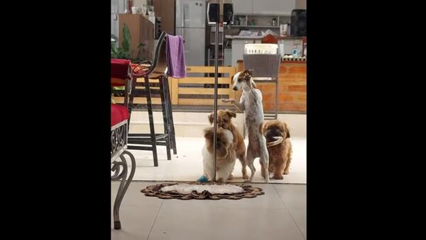 Breaking in Like a Pro: Adorable Fluffy Doggos Team up to Open Glass Door - Sputnik International