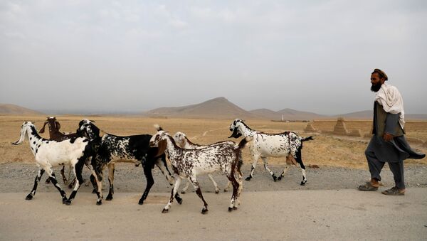 An Afghan man walks with his goats on the outskirts of Kabul, Afghanistan July 13, 2021. - Sputnik International