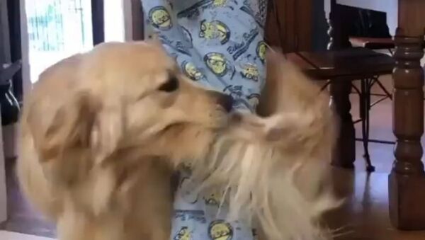 Golden retriever. - Sputnik International