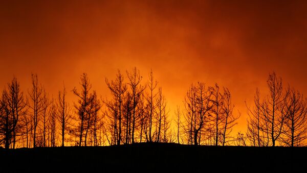 A forest fire burns near the town of Manavgat, east of the resort city of Antalya, Turkey, July 29, 2021. REUTERS/Kaan Soyturk - Sputnik International