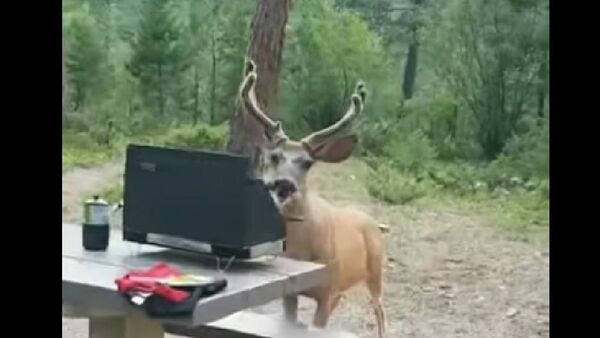 Deer Steals Hotdog - Sputnik International