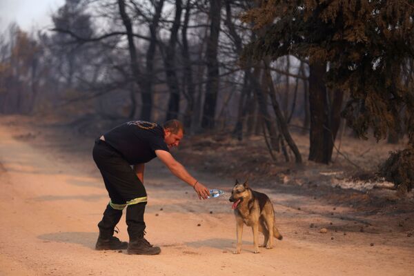 A firefighter gives water to a dog as a wildfire burns in Varympompi, a suburb north of Athens, Greece, 3 August 2021.  - Sputnik International