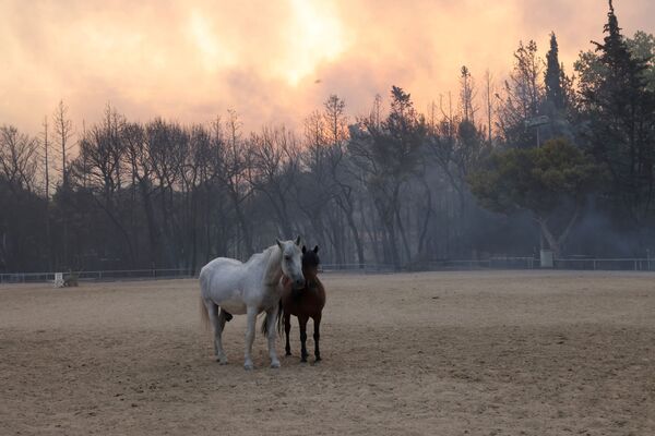 Horses are seen in a farm as a wildfire burns in Varympompi, a suburb north of Athens, Greece, 3 August  2021.  - Sputnik International