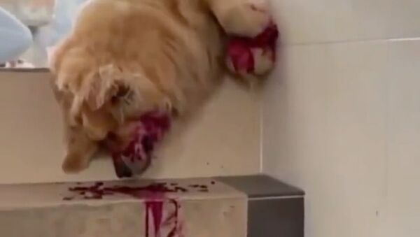golden retriever playing dead - Sputnik International