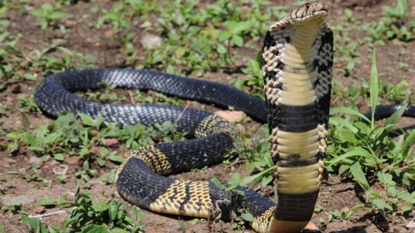 Photo provided by Texas' Grand Prairie Police Department of a similar West African Banded Cobra snake as part of a reference image for the public. - Sputnik International