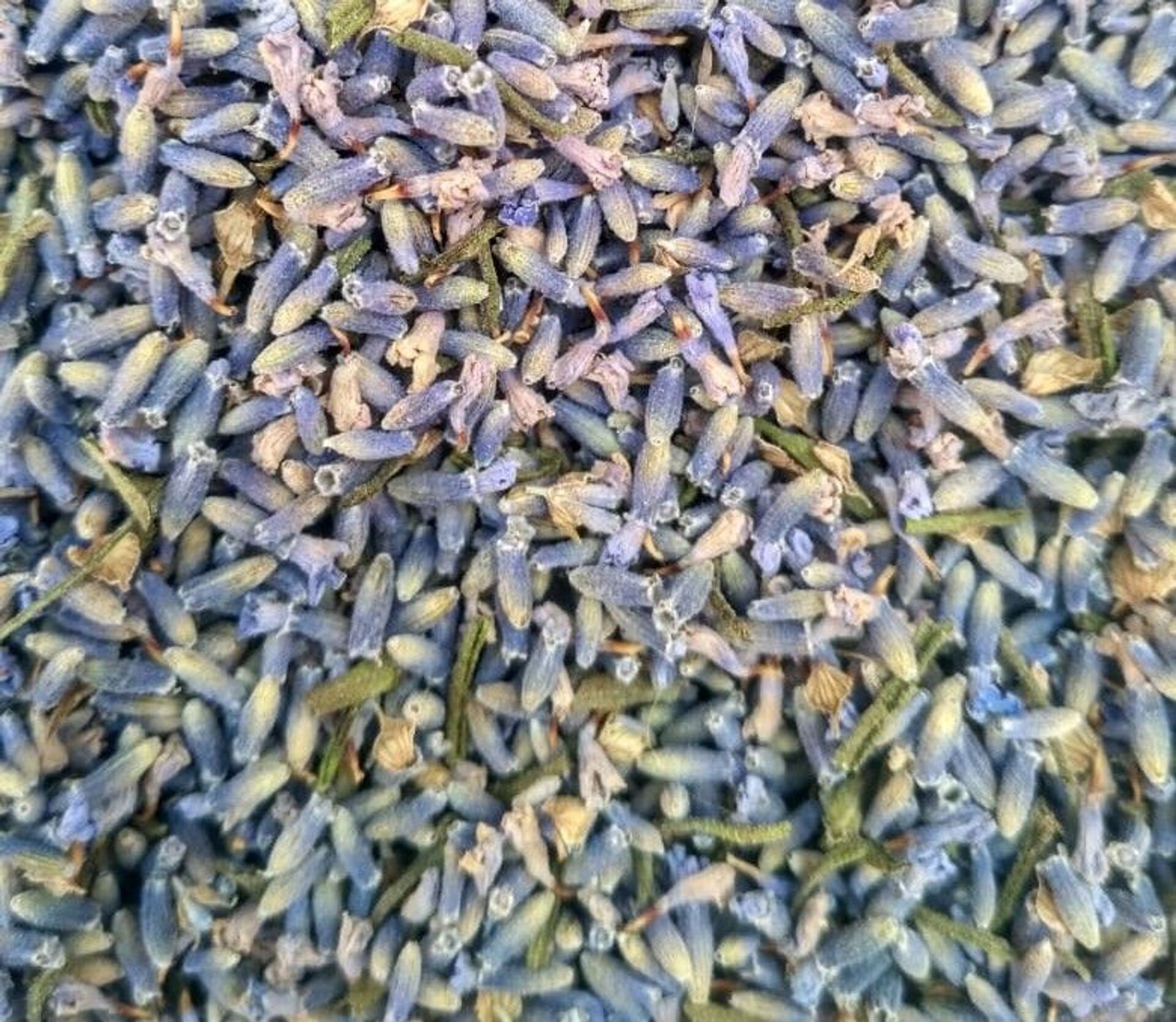 Harvested and dried lavender flowers from Bharat Bhushan's farm in Jammu and Kashmir's Doda district. - Sputnik International, 1920, 07.09.2021