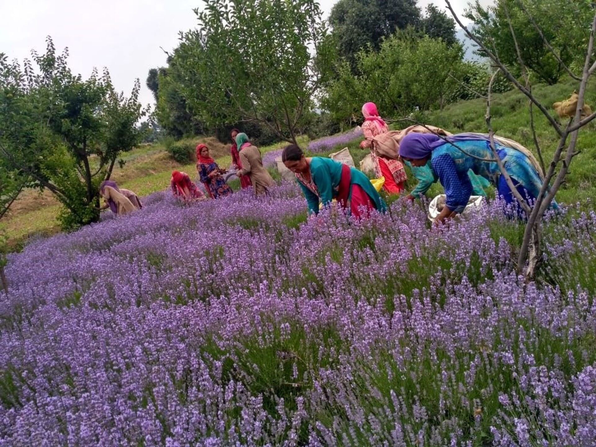 People working at Bharat Bhushan's lavender farm in Jammu and Kashmir's Doda district.  - Sputnik International, 1920, 07.09.2021