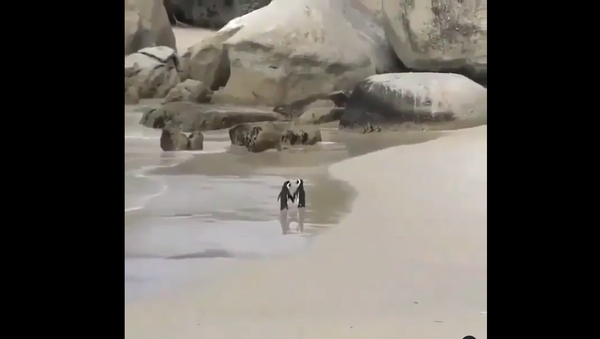 Penguins on the beach - Sputnik International