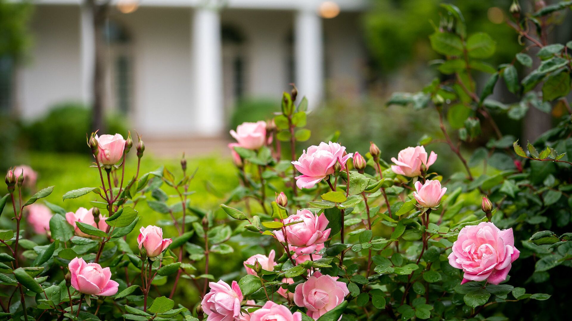 Roses dappled with fresh raindrops are seen in bloom Sunday, May 3, 2020, in the Rose Garden of the White House - Sputnik International, 1920, 30.12.2023