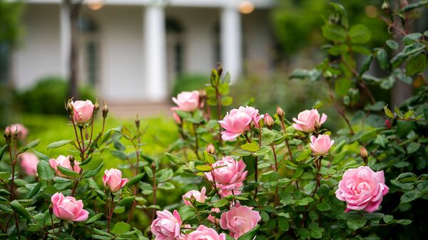 Roses dappled with fresh raindrops are seen in bloom Sunday, 3 May 2020, in the Rose Garden of the White House - Sputnik International