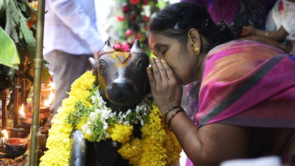 An Indian hindu devotee whispers in the ears of Lord Shiva's Nandi Bull on the occasion of Guru Purnima festival at Sri Sai Baba Temple in Secunderabad, the twin city of Hyderabad on July 27, 2018 - Sputnik International