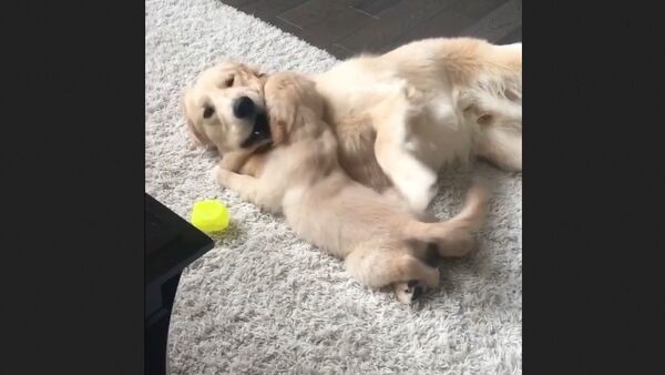 Dog - Sputnik International