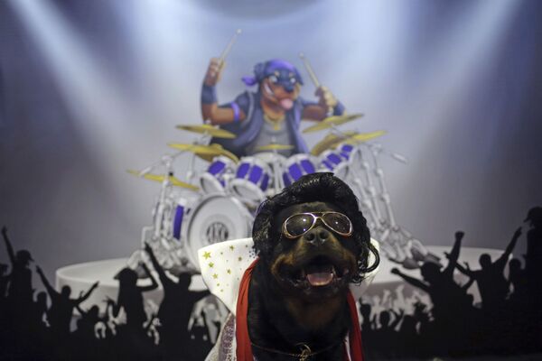Talos the Rottweiler dressed up to look like Elvis Presley waits for people to pose next to him during a meet-the-breeds companion event at the Westminster Kennel Club Dog Show in New York. - Sputnik International