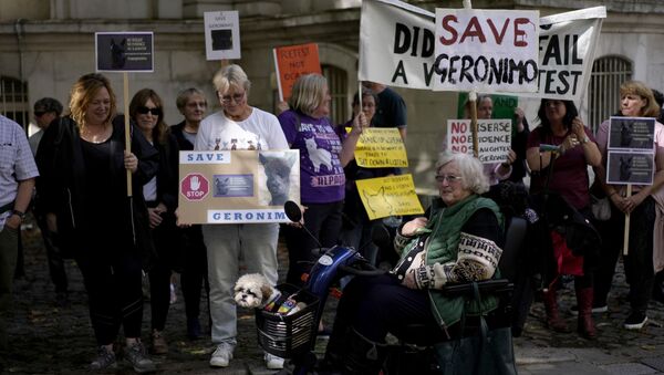 Animal rights protesters hold placards outside Britain's Department for Environment, Food and Rural Affairs (DEFRA), in London, Monday, Aug. 9, 2021, to try to save an alpaca named Geronimo from being euthanised - Sputnik International