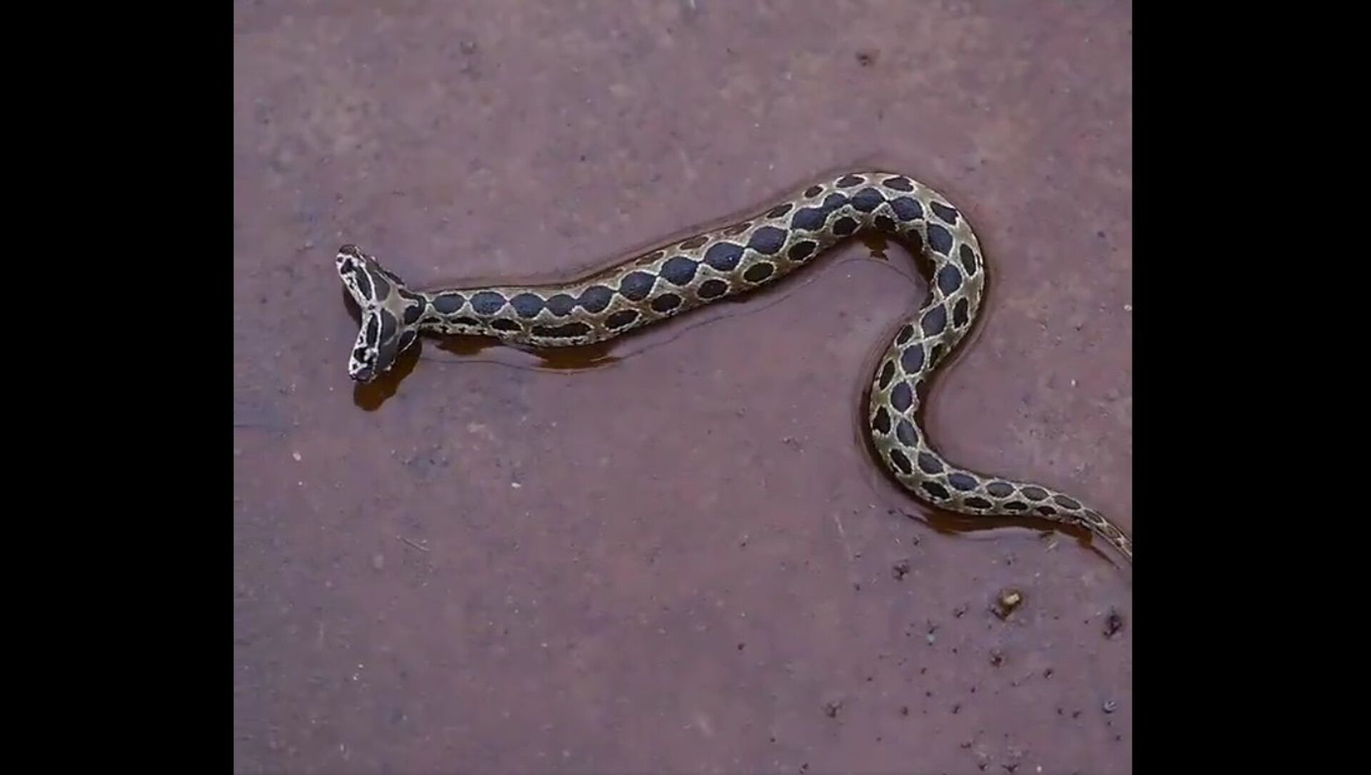 Ultra-rare two-headed viper snake spotted in India - Sputnik International, 1920, 19.08.2021