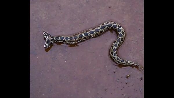 Ultra-rare two-headed viper snake spotted in India - Sputnik International