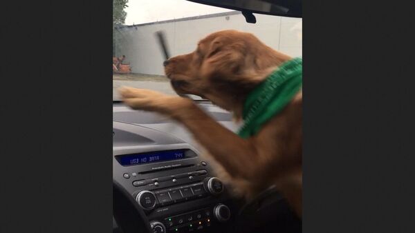 Golden Retriever  - Sputnik International