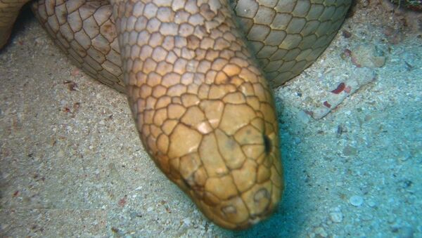 Closeup of an Olive Sea Snake (Aipysurus laevis). - Sputnik International